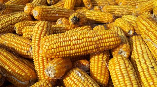 Az olcsó ukrán kukorica nem várt hatása