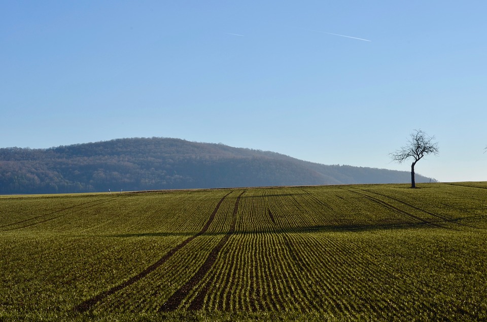 Фруктовая земельные участки. Пашни на холмах. Arable Land. Плодовое поле на белом фоне. Arable Land photo.