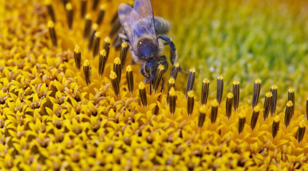 Milliárdos kárt okozhat a mezőgazdaságnak a méhek számának csökkenése