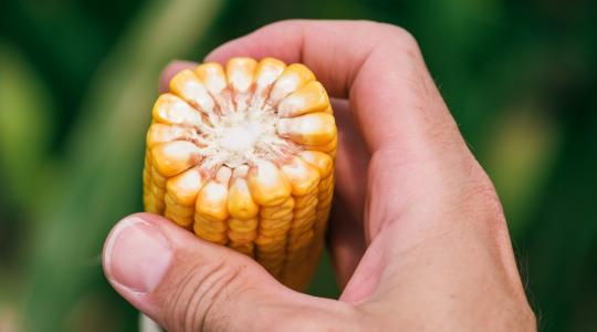 A Pioneer kukoricanemesítés két új mérföldköve a FAO 300-as és a FAO 400-as éréscsoportok végén