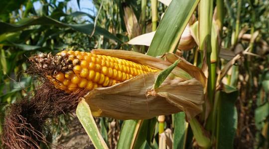 A magas terméshozamot már a kukorica fejlődésének kezdetén meg kell alapozni!