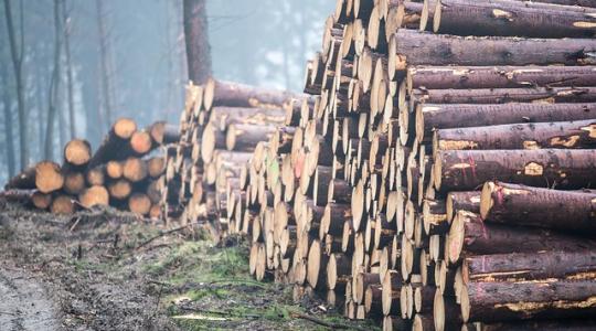 Az erdőgazdálkodók kihívásait területalapú támogatással lehetne orvosolni