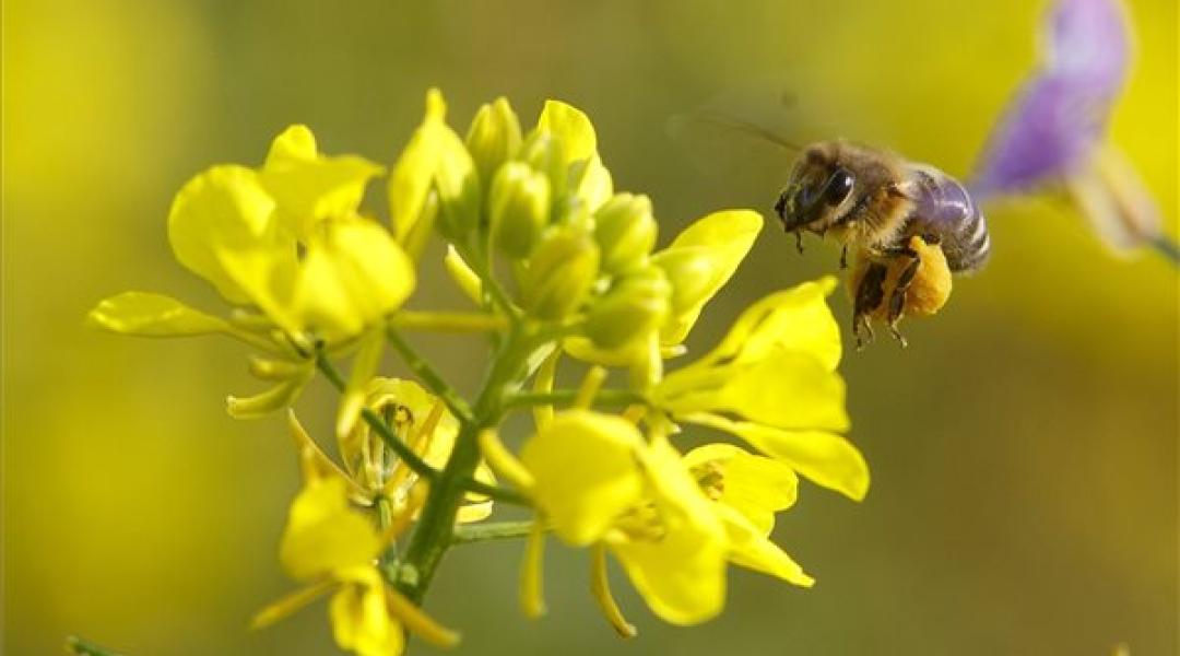 Fókuszban a méhek és a környezet védelme