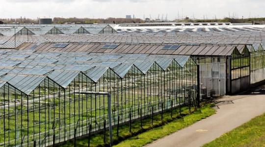 Hollandia környezetkímélő gazdálkodásra állna át 