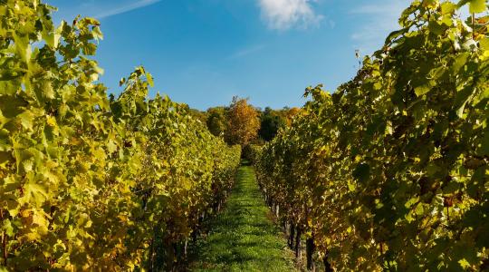 Januárban igényelhető a szőlőültetvények fejlesztésére szolgáló támogatás