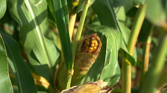 Tudósok rájöttek, hogyan növelhető a kukoricacsövek magszáma