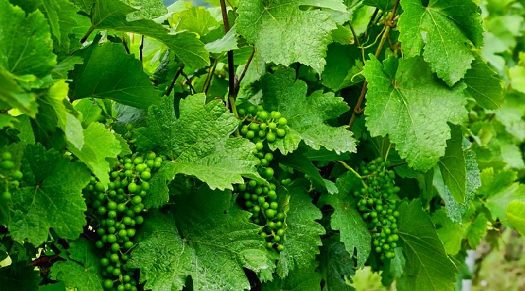 Támogatást kapnak a szőlőtermesztők, ha lemondanak az idei termésükről