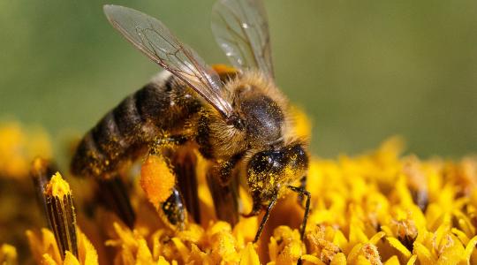 A 2019-es év rosszul zárult a méhészek számára