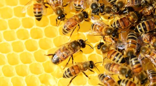 A méhészek egy év alatt 1,8 milliárd forint közvetett támogatási forráshoz jutnak