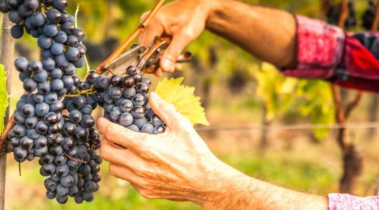 Mórahalmi hegybíró: Bőséges szőlőtermés várható idén