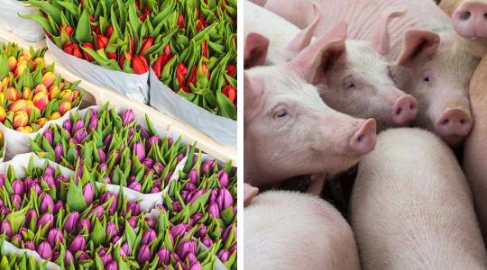 Virág- és sertéshús rekordokat döntött a holland mezőgazdasági export