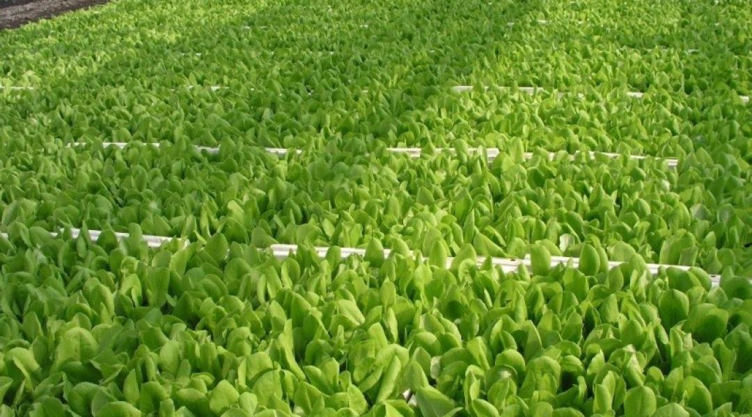 Tanácsok a fejes saláta palántaneveléséhez 