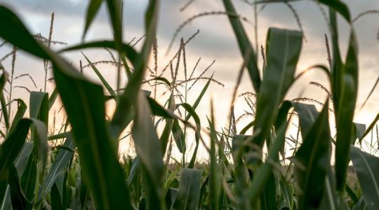 A klímaváltozás kettős negatív hatása az USA kukoricaövezetére