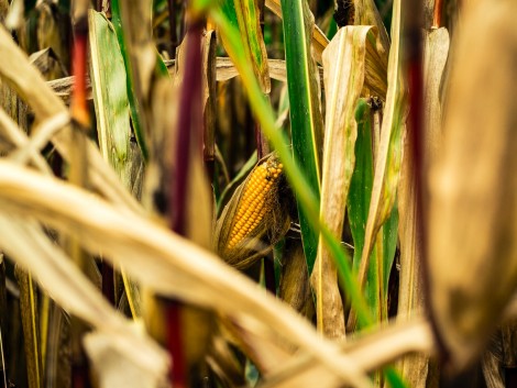 A RAGT Termelői Verseny nyerteseit díjazták az AGROmashEXPO-n A RAGT Termelői Verseny nyerteseit díjazták az AGROmashEXPO-n