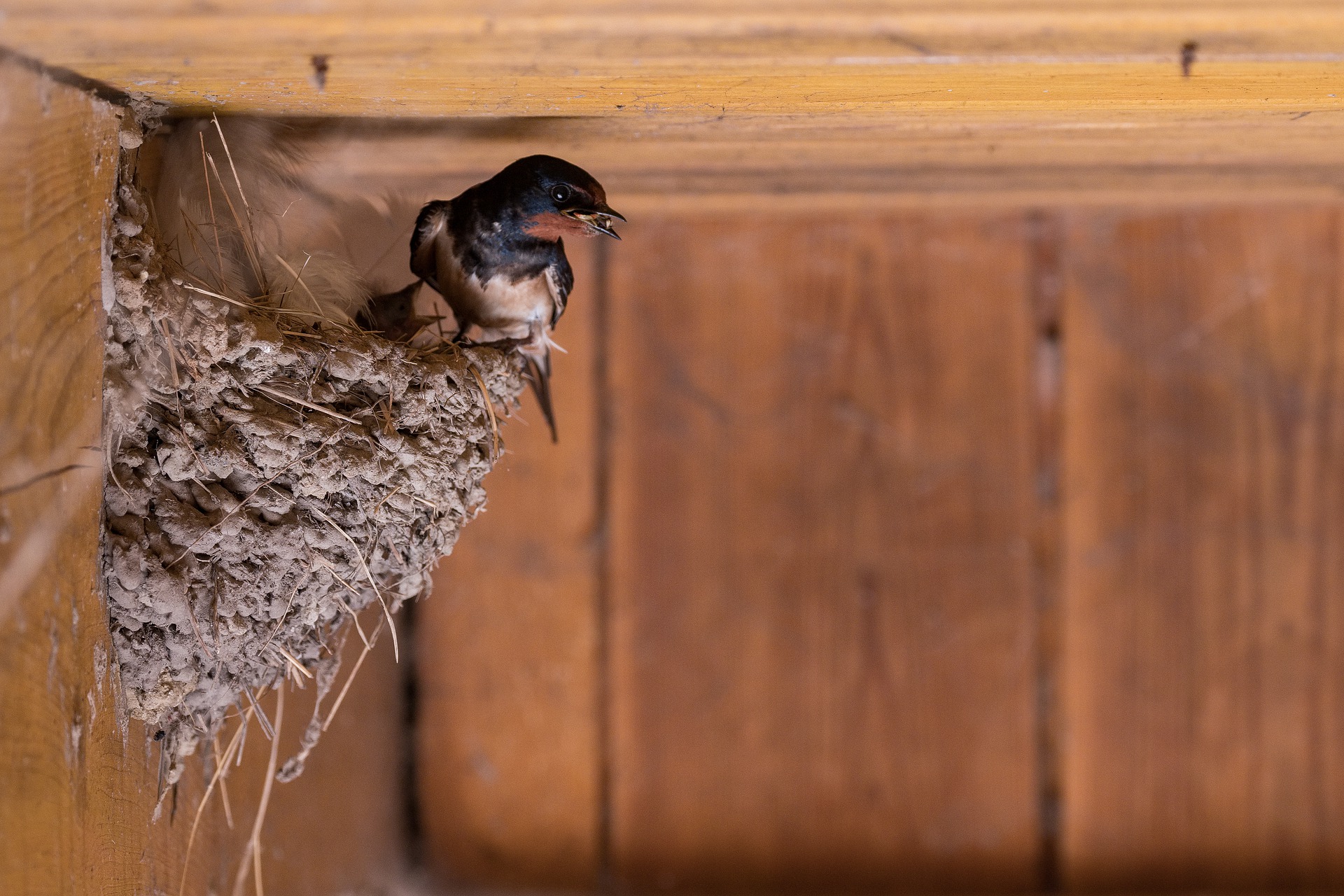 Под крышей дома свили гнездо. Ласточкино гнездо птицы. Гнездование ласточки деревенской. Ласточкино гнездо ласточки. Ласточкино гнездо птички.