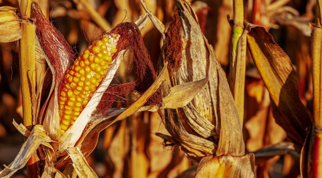 Nagyott drágult a kukorica – részben a koronavírus miatt