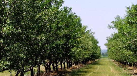 250 millió forintból újult meg a „ceglédi gyümölcskutató”