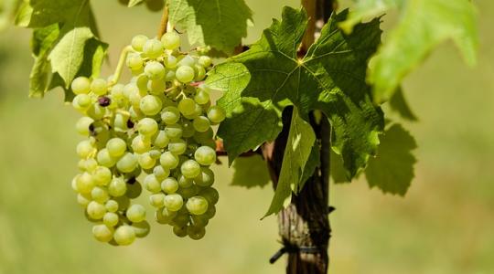 Sok borra lehet számítani, a gazdáknak időben dönteniük kell zöldszüretről