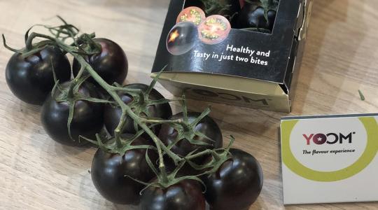 A Syngenta lila paradicsoma nyerte az idei Fruit Logistica Innovációs Nagydíját