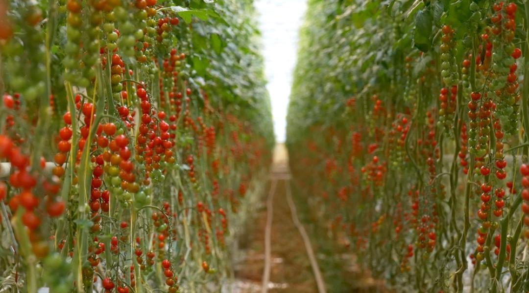 A világ legédesebb paradicsomát Magyarországon termesztik, precíziós technológiával