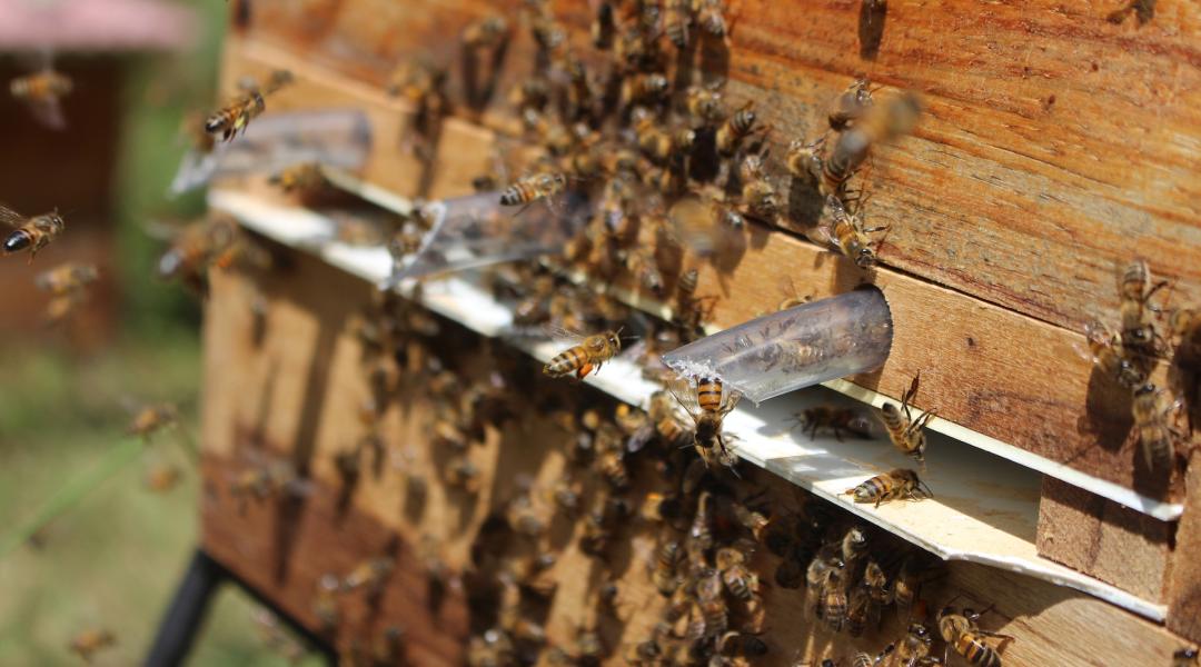 Már csak egy hétig lehet jelentkezni a méhegészségügyi támogatásra