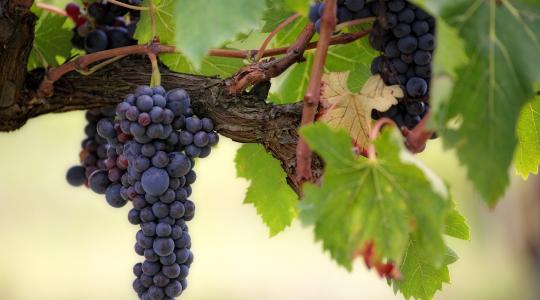 Változások a borágazatban – módosul a bortörvény