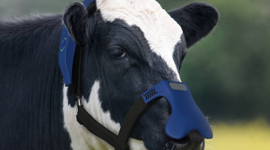 Egy maszk, ami átalakítja a tehenek környezetre káros böfögését