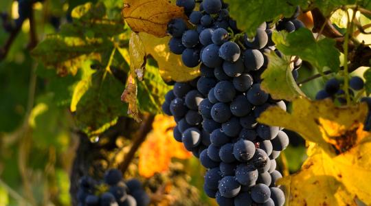 Jó hír a szőlőtermelőknek!