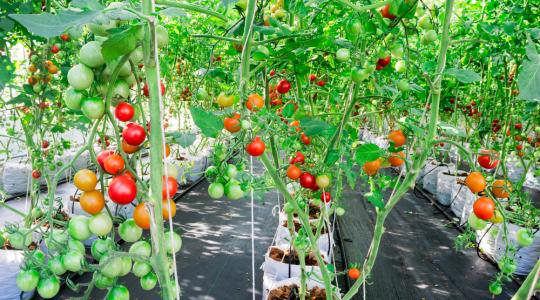 Az üvegházakban már szedik a zöldségeket, lassan kezdődik a korai szabadföldi kultúrák vetése is