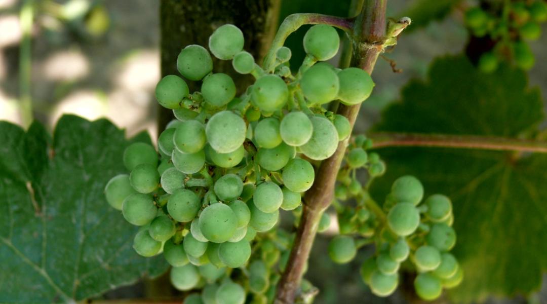 Növényvédelmi előrejelzés: a szőlő védelméről