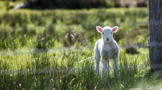 Csökkent a bárány felvásárlási ára az olasz piacon