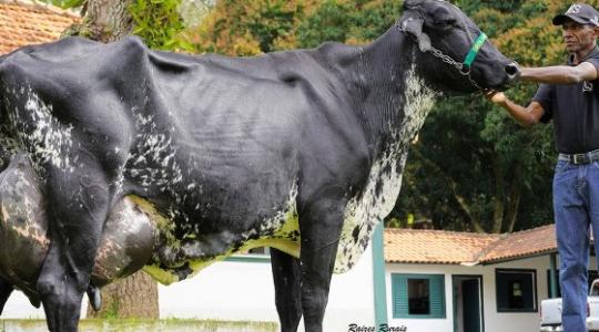 Hihetetlen világrekord: egy tehén egy nap alatt 127 kilogramm tejet adott