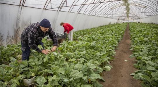 A termelők nem késlekedtek: a hazai, friss zöldségek már a boltokban