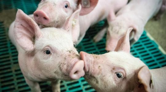 A járvány miatt módosul a sertés állatjóléti kifizetési kérelmek benyújtása