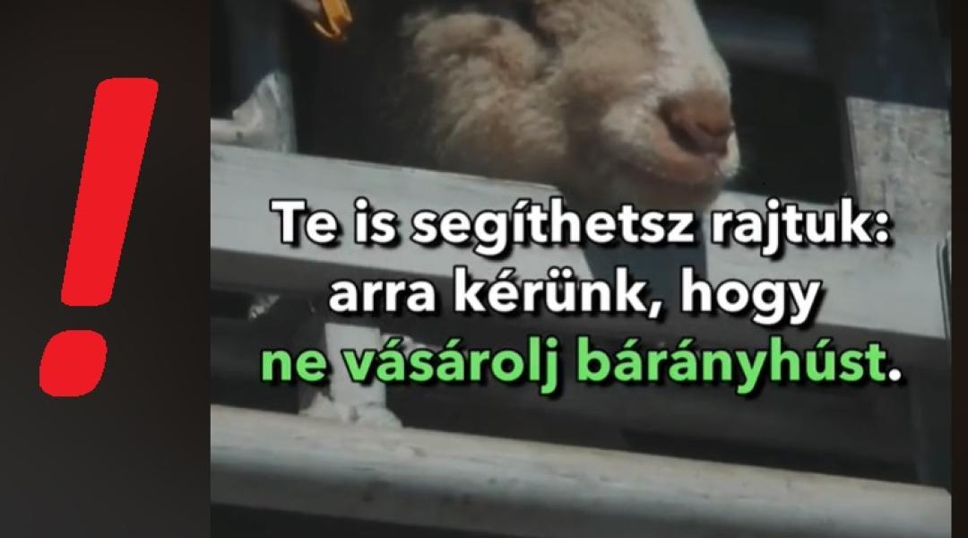 Szándékos károkozás?! Álhírek borzolják a magyar juhászok kedélyét – VIDEÓ