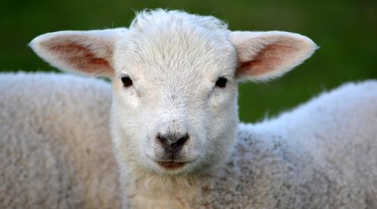 A bárányárak a következő hetekben várhatóan drasztikusan csökkenni fognak