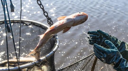 A koronavírus-járvány hatásai a halászati ágazatot különösen érzékenyen érintik