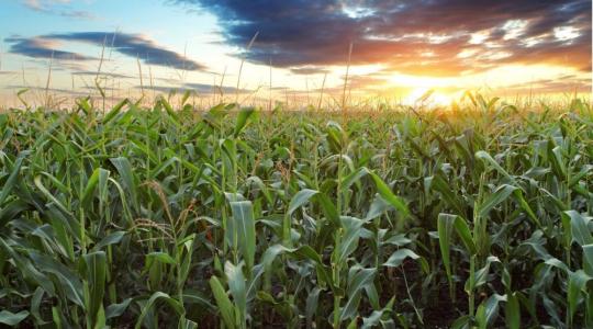 Hogyan és mivel végzik a kukorica gyomirtását a magyar gazdák? Tanulságos adatok!