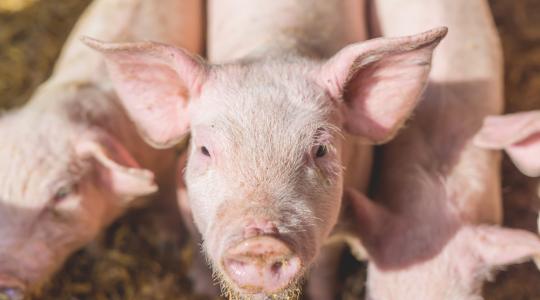 Folytatódik a baromfi- és sertéságazat állatjóléti támogatásainak kifizetése