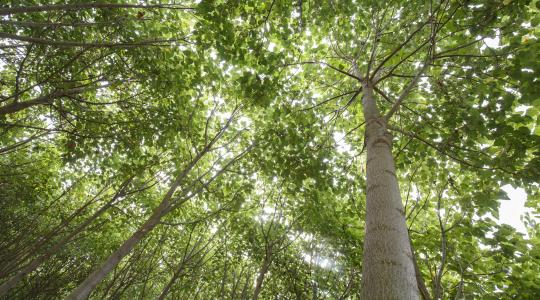 Adminisztratív egyszerűsítések segítik a mezőgazdasági vállalkozásokat, erdőgazdálkodókat és erdőtulajdonosokat