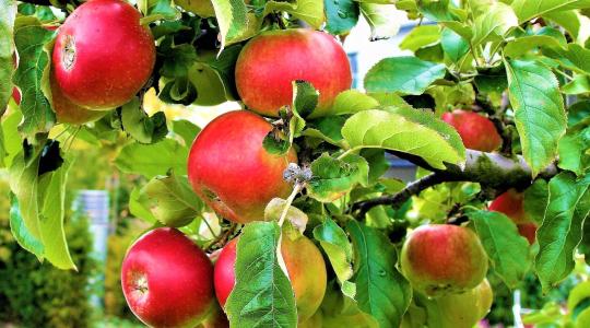 A súlyos fagykárok Lengyelország almatermését akár 80 százalékkal is visszavethetik