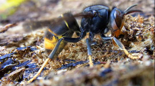 Megfékezhetetlenül terjed a méheket pusztító ázsiai lódarázs
