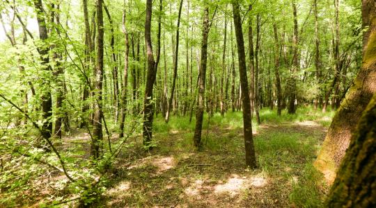 Ötszázötven hektár erdőt telepített a Pilisi Parkerdő