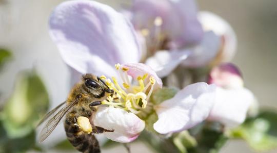 Egy új eljárás beporzó méhek segítségével védi a növényeket a kórokozóktól