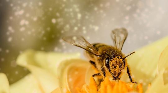 Ma van a méhek napja! Virtuális tanösvényen is meríthetünk ötleteket a beporzók védelméhez