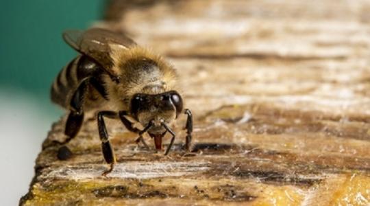 Támogatás méhpusztulás elleni készítmény fejlesztésére