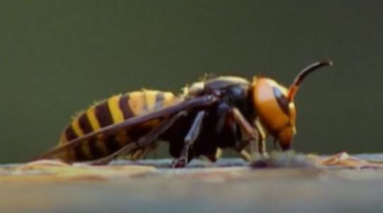 A koronavírussal a méheket pusztító gyilkos óriásdarazsak is megérkeztek Amerikába