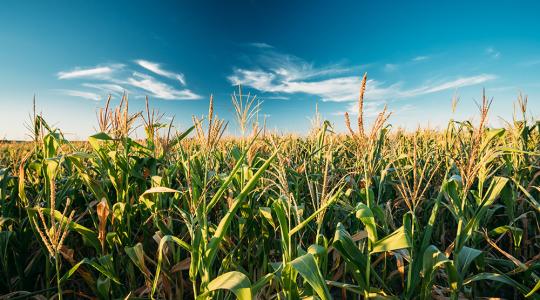 Hol a legjövedelmezőbb Magyarországon kukoricát termeszteni és miért?