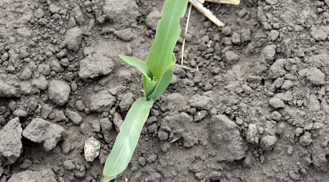 Növényvédelmi előrejelzés: Van, ahol az újravetést tervezik – bajban van a kukorica és a napraforgó