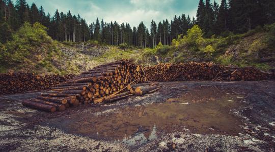 10 millió hektár erdő pusztul el évente